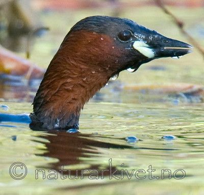 BB 09 0119 / Tachybaptus ruficollis / Dvergdykker